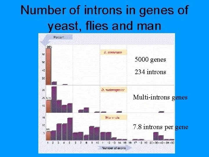 5000 genes 234 introns Multi-introns genes 7. 8 introns per gene 