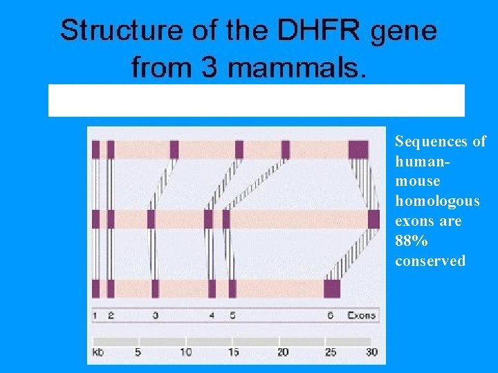 Sequences of humanmouse homologous exons are 88% conserved Sequences of humanmouse homologous exons are 88% conserved