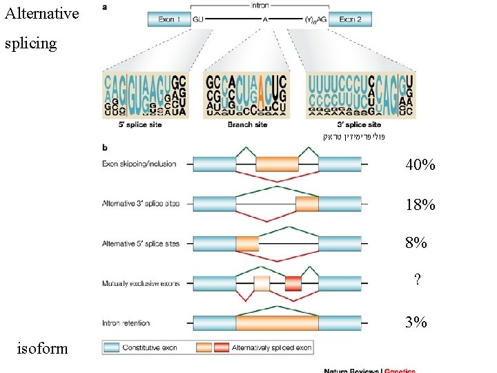Alternative splicing טראק פוליפרימידין 40% 18% 8% ? 3% isoform Alternative splicing טראק פוליפרימידין 40% 18% 8% ? 3% isoform