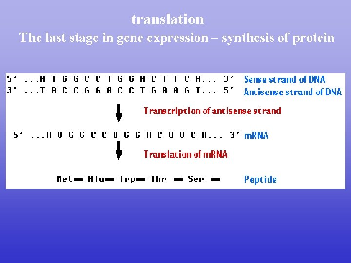 translation The last stage in gene expression – synthesis of protein translation The last stage in gene expression – synthesis of protein