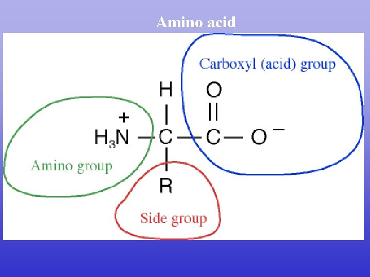 Amino acid Amino acid