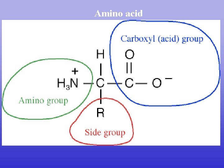 Amino acid 