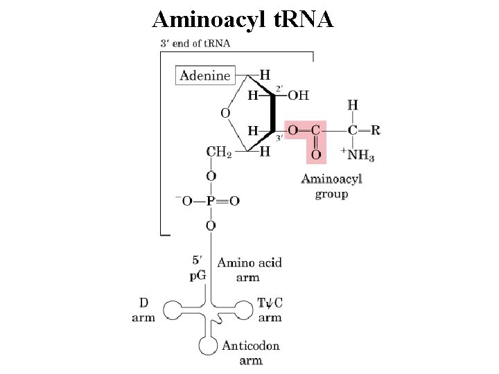 Aminoacyl t. RNA Aminoacyl t. RNA