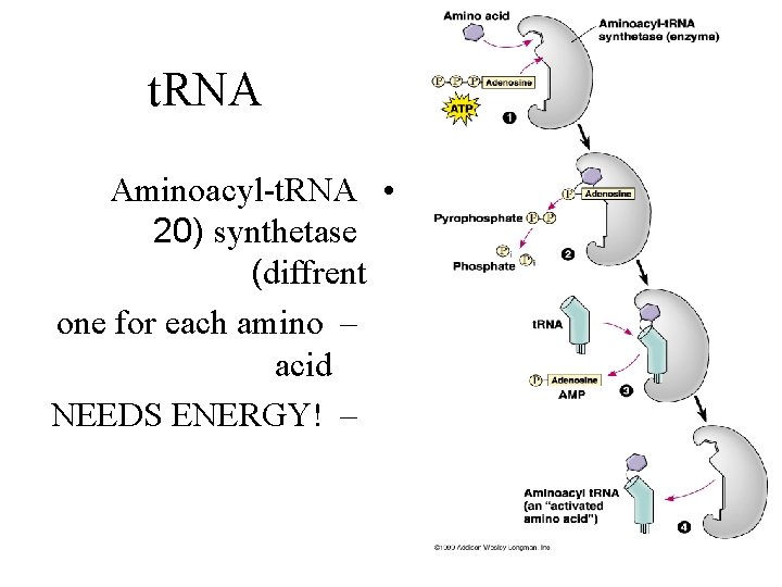 t. RNA Aminoacyl-t. RNA • 20) synthetase (diffrent one for each amino – acid