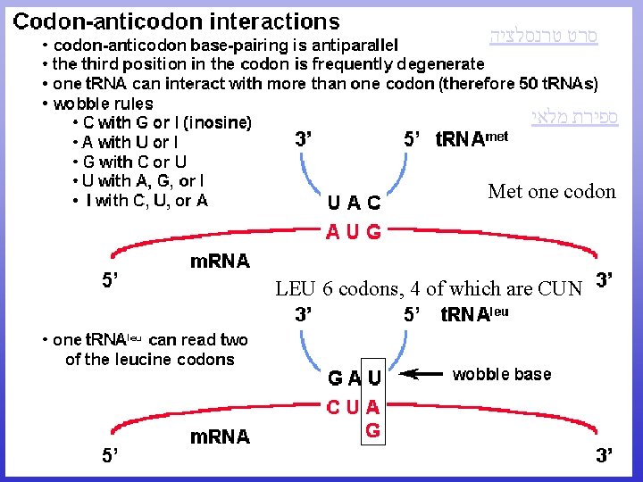 טרנסלציה סרט מלאי ספירת Met one codon LEU 6 codons, 4 of which טרנסלציה סרט מלאי ספירת Met one codon LEU 6 codons, 4 of which