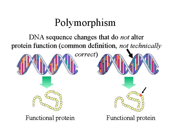 Polymorphism DNA sequence changes that do not alter protein function (common definition, not technically Polymorphism DNA sequence changes that do not alter protein function (common definition, not technically