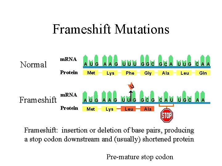 Frameshift Mutations Normal m. RNA Protein A U G Met A A G U Frameshift Mutations Normal m. RNA Protein A U G Met A A G U