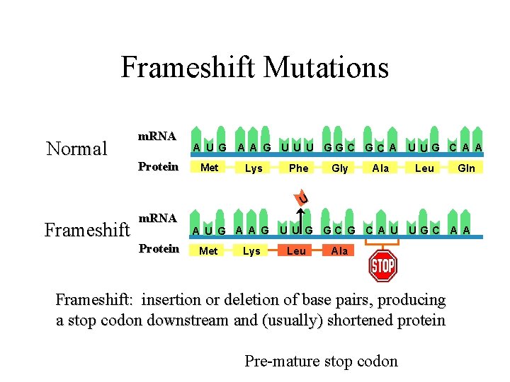 Frameshift Mutations Normal m. RNA Protein A U G Met A A G U