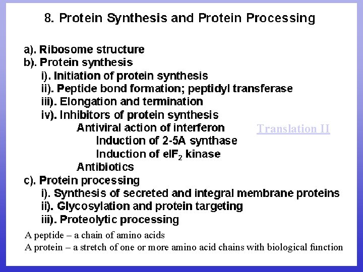 Translation II A peptide – a chain of amino acids A protein – a