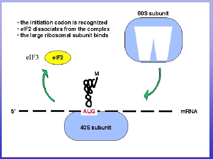 e. IF 3 