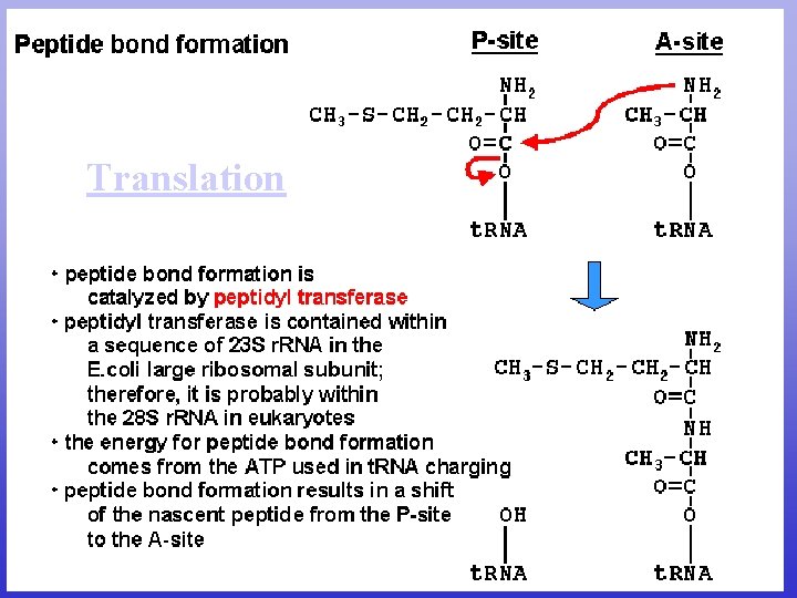 Translation Translation