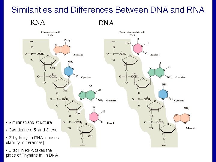 Similarities and Differences Between DNA and RNA • Similar strand structure • Can define Similarities and Differences Between DNA and RNA • Similar strand structure • Can define