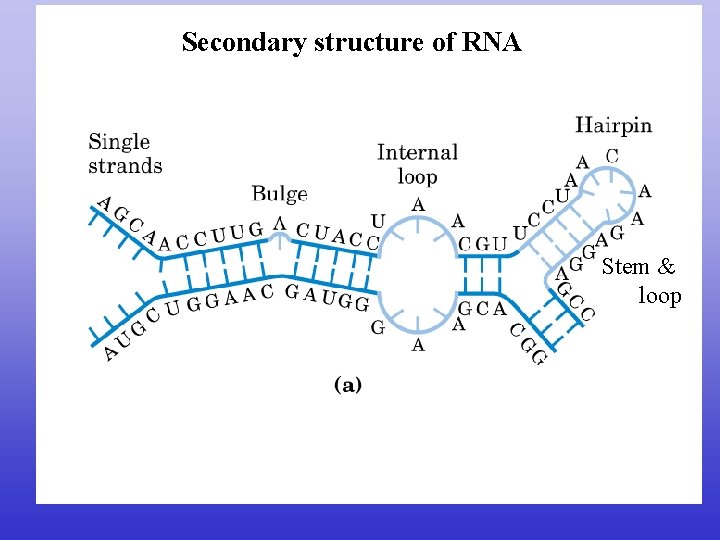 Secondary structure of RNA Stem & loop Secondary structure of RNA Stem & loop
