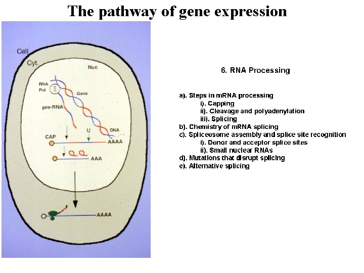 The pathway of gene expression 