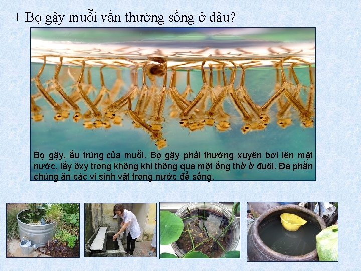 + Bọ gậy muỗi vằn thường sống ở đâu? Bọ gậy, ấu trùng của