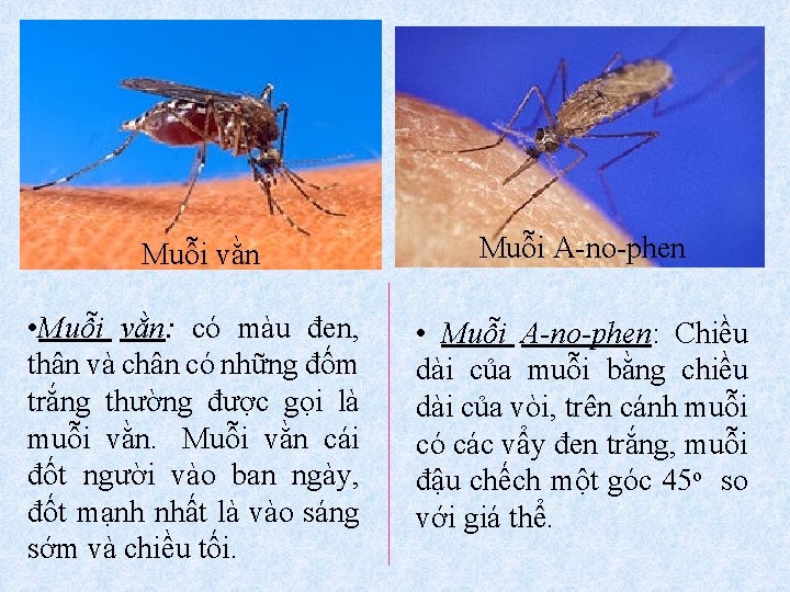 Muỗi vằn Muỗi A-no-phen • Muỗi vằn: có màu đen, thân và chân có