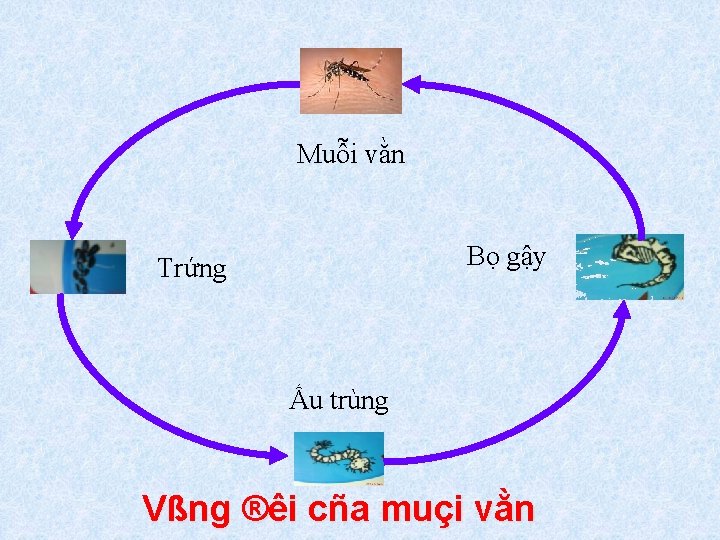 Muỗi vằn Bọ gậy Trứng Ấu trùng Vßng ®êi cña muçi vằn 