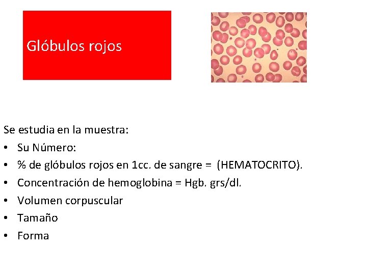 Glóbulos rojos Se estudia en la muestra: • Su Número: • % de glóbulos
