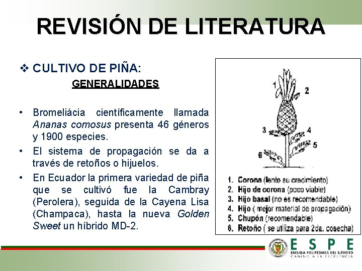 REVISIÓN DE LITERATURA v CULTIVO DE PIÑA: GENERALIDADES • Bromeliácia científicamente llamada Ananas comosus