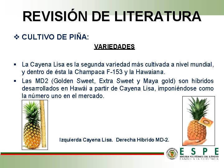 REVISIÓN DE LITERATURA v CULTIVO DE PIÑA: VARIEDADES § La Cayena Lisa es la