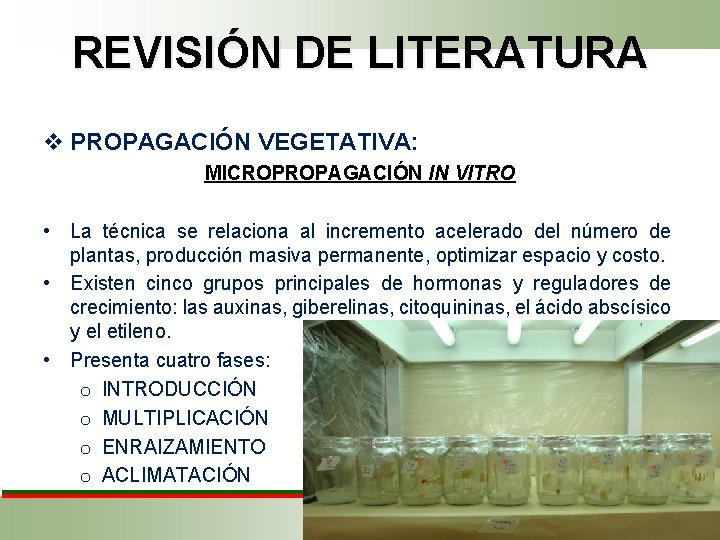 REVISIÓN DE LITERATURA v PROPAGACIÓN VEGETATIVA: MICROPROPAGACIÓN IN VITRO • La técnica se relaciona