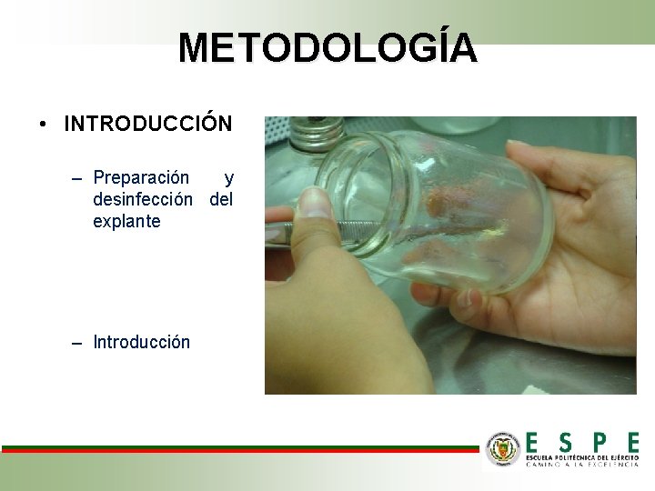 METODOLOGÍA • INTRODUCCIÓN – Preparación y desinfección del explante – Introducción 