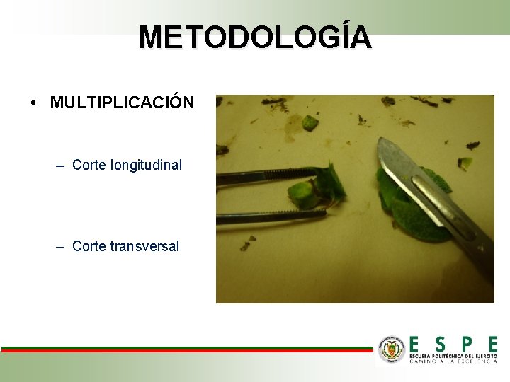 METODOLOGÍA • MULTIPLICACIÓN – Corte longitudinal – Corte transversal 