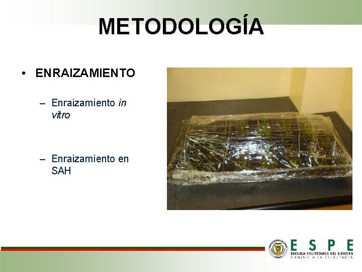 METODOLOGÍA • ENRAIZAMIENTO – Enraizamiento in vitro – Enraizamiento en SAH 