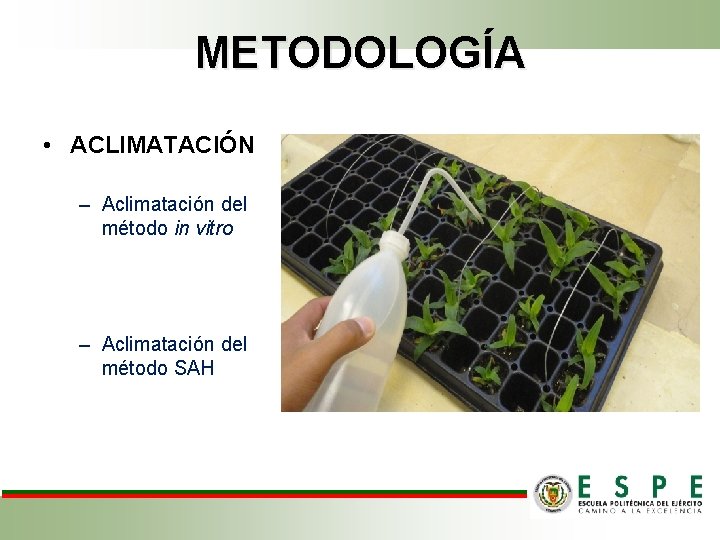 METODOLOGÍA • ACLIMATACIÓN – Aclimatación del método in vitro – Aclimatación del método SAH