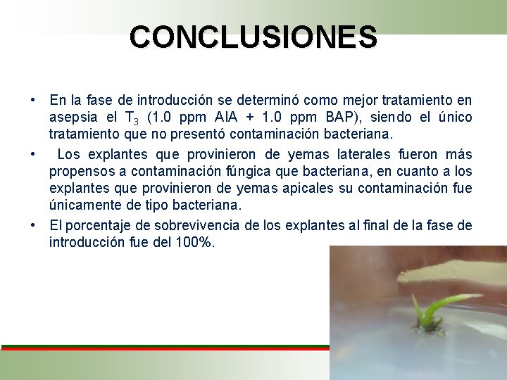 CONCLUSIONES • En la fase de introducción se determinó como mejor tratamiento en asepsia