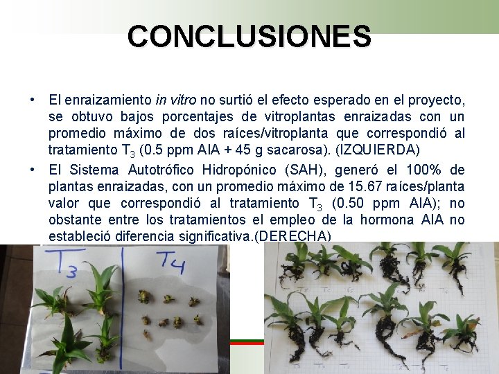 CONCLUSIONES • El enraizamiento in vitro no surtió el efecto esperado en el proyecto,