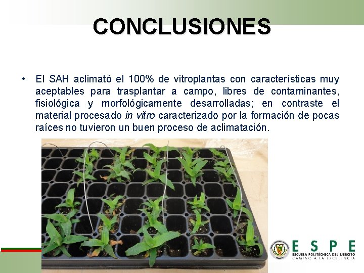 CONCLUSIONES • El SAH aclimató el 100% de vitroplantas con características muy aceptables para