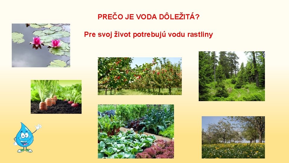 PREČO JE VODA DÔLEŽITÁ? Pre svoj život potrebujú vodu rastliny 