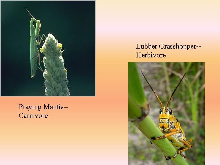 Lubber Grasshopper-Herbivore Praying Mantis-Carnivore 