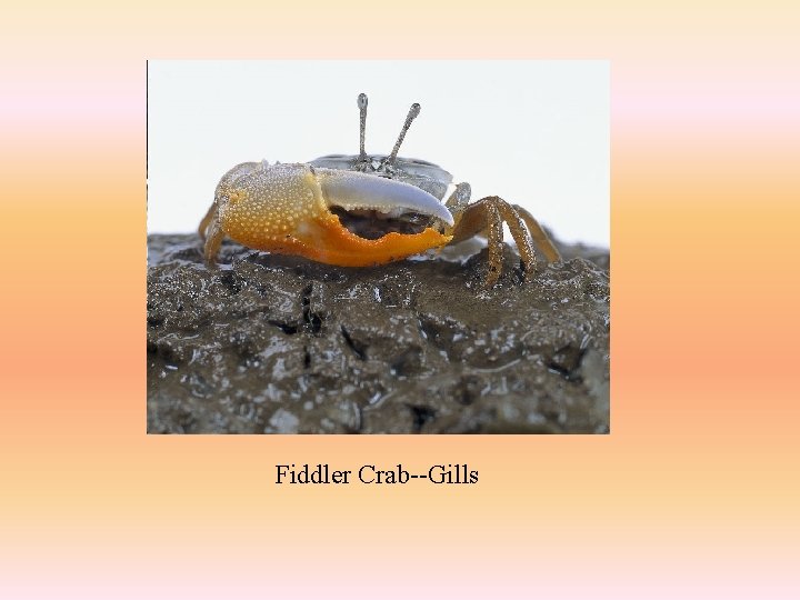 Fiddler Crab--Gills 