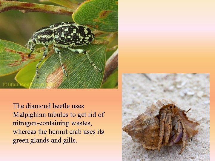 The diamond beetle uses Malpighian tubules to get rid of nitrogen-containing wastes, whereas the