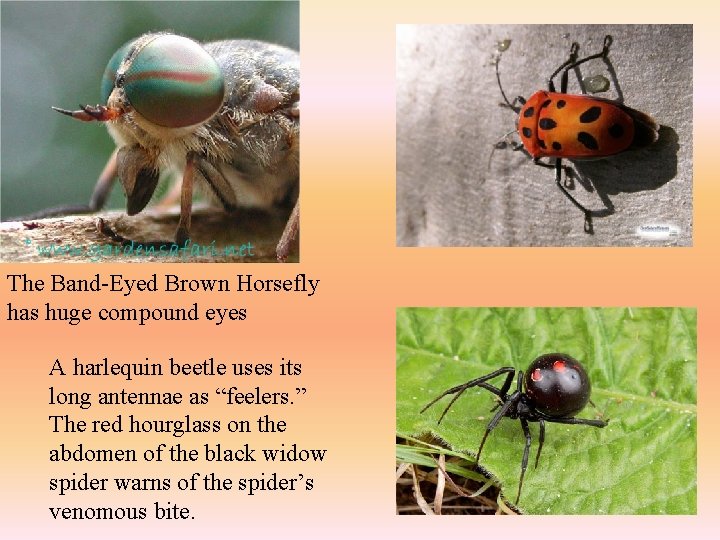 The Band-Eyed Brown Horsefly has huge compound eyes A harlequin beetle uses its long