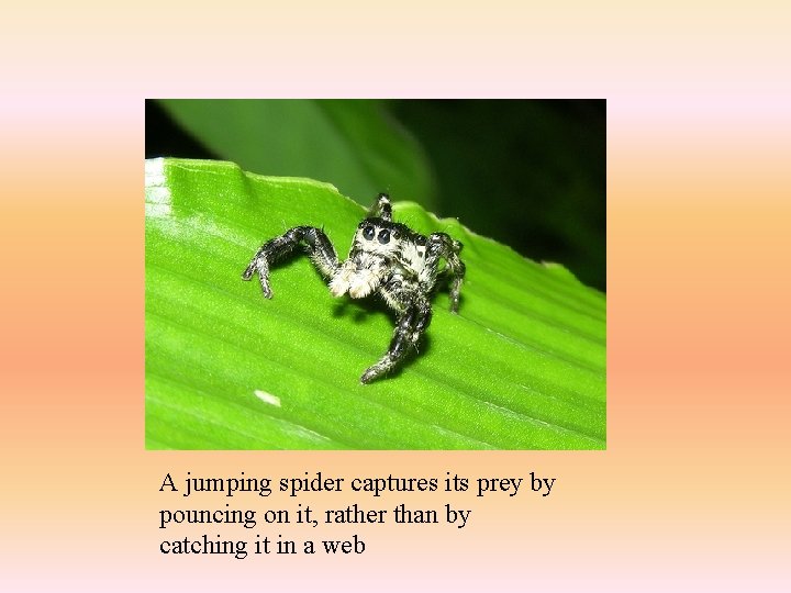A jumping spider captures its prey by pouncing on it, rather than by catching