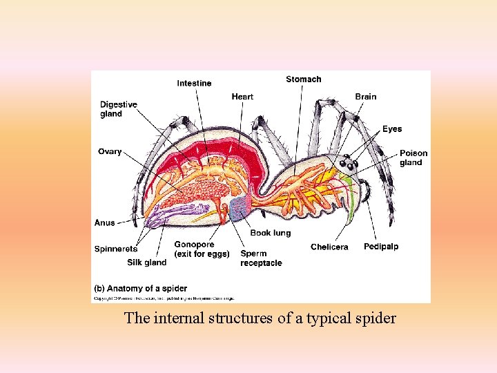 The internal structures of a typical spider 
