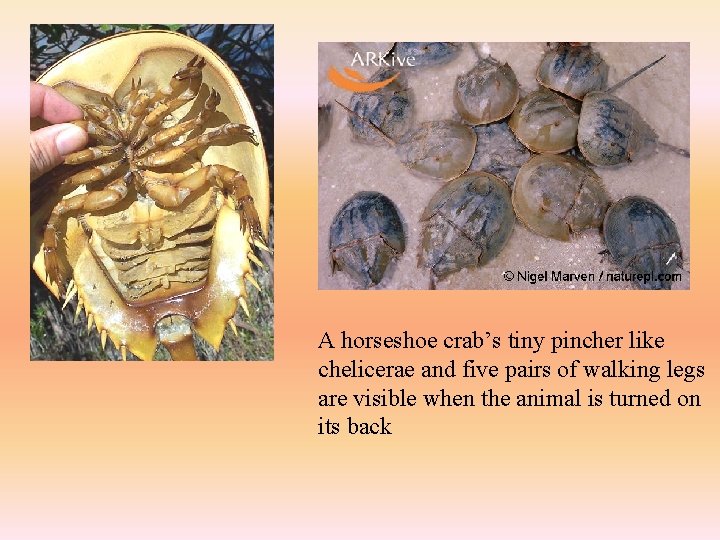 A horseshoe crab’s tiny pincher like chelicerae and five pairs of walking legs are
