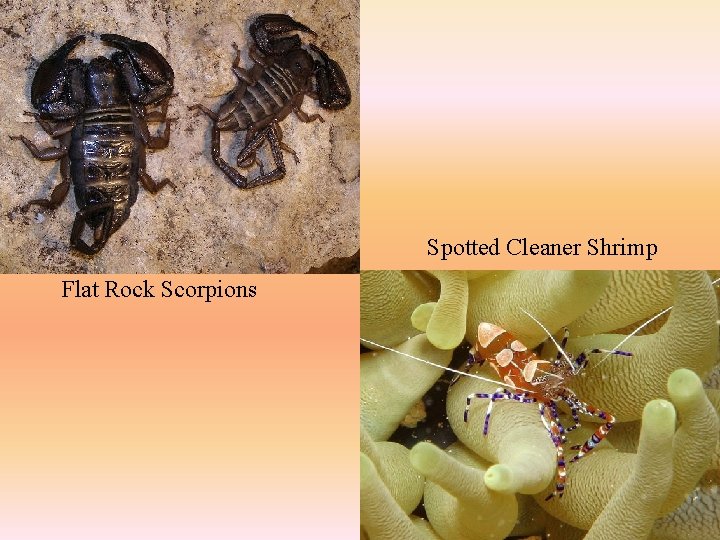 Spotted Cleaner Shrimp Flat Rock Scorpions 