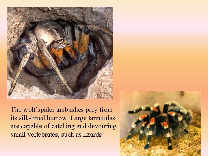 The wolf spider ambushes prey from its silk-lined burrow. Large tarantulas are capable of