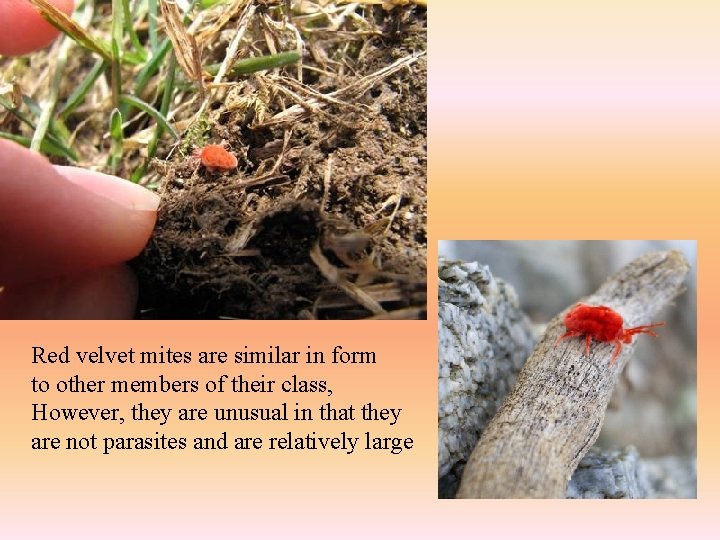 Red velvet mites are similar in form to other members of their class, However,