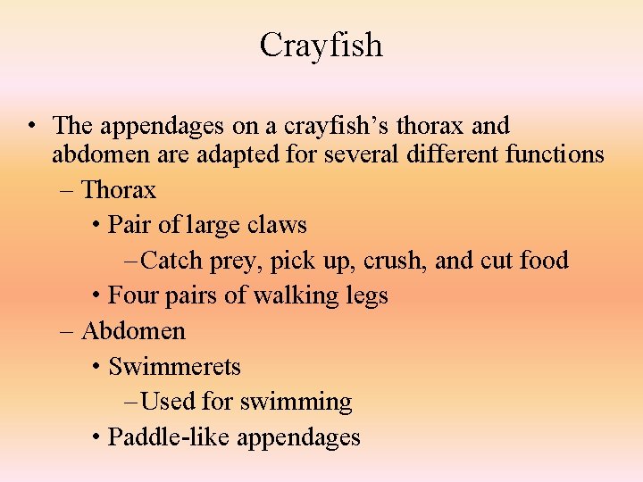 Crayfish • The appendages on a crayfish’s thorax and abdomen are adapted for several
