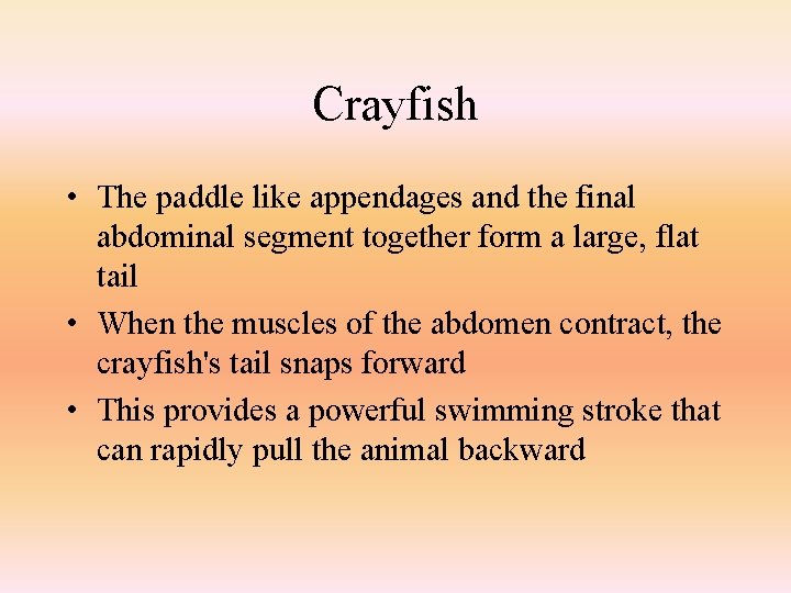 Crayfish • The paddle like appendages and the final abdominal segment together form a
