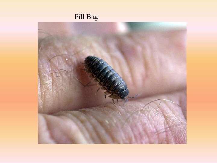 Pill Bug 