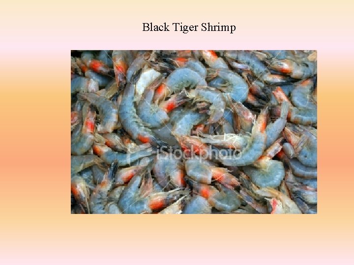 Black Tiger Shrimp 