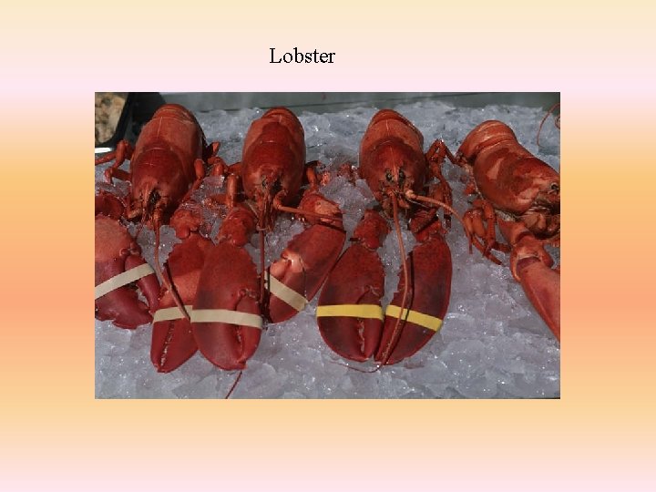 Lobster 