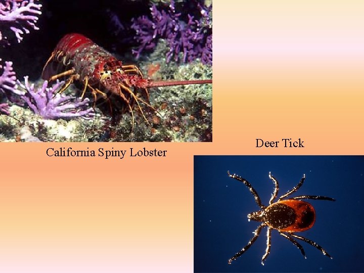 California Spiny Lobster Deer Tick 