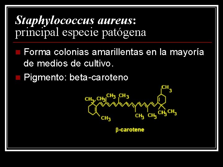 Staphylococcus aureus: principal especie patógena Forma colonias amarillentas en la mayoría de medios de